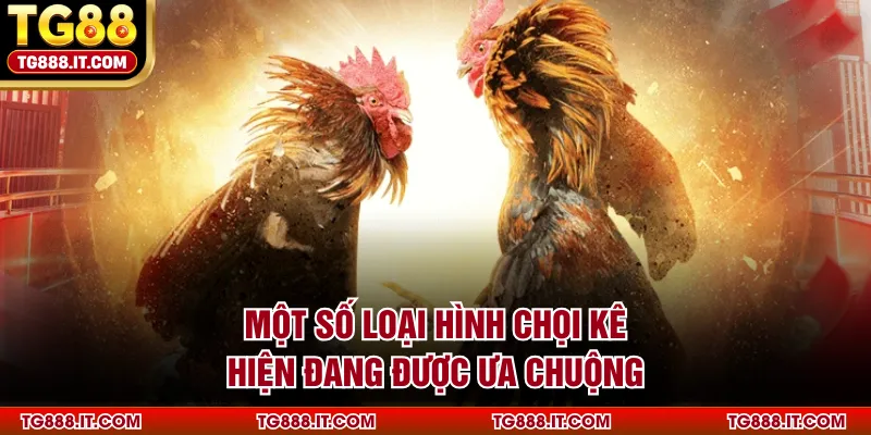 Một số loại hình chọi kê hiện đang được ưa chuộng